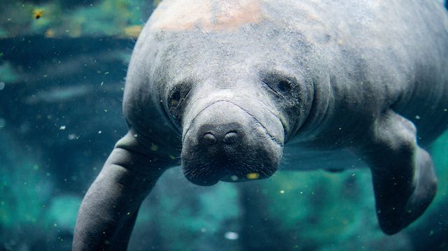 manatee close up portrait looking at you