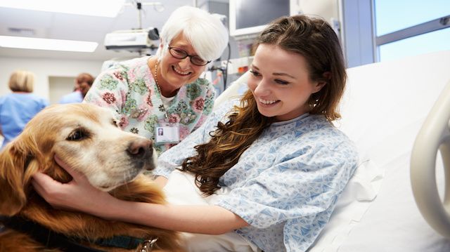 Therapy Dog Visiting Young Female Patient In Hospital