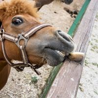 Falabella miniature horse