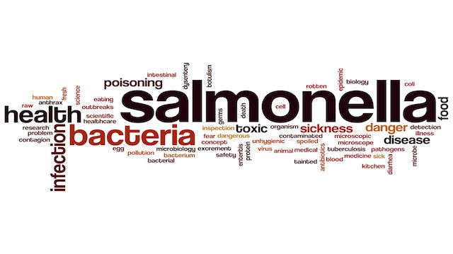 Salmonella word cloud