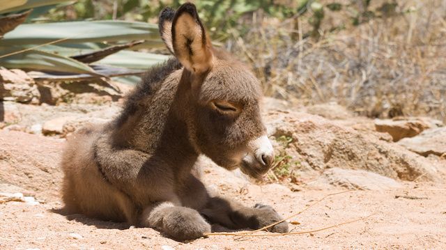 Donkey foal