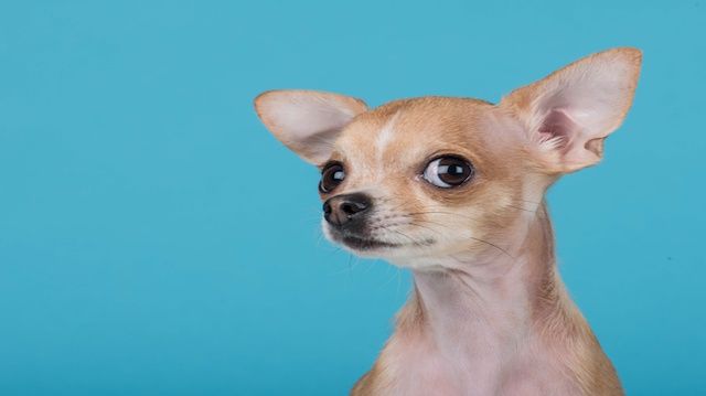 Funny portrait of a cute chihuahua dog at a blue background