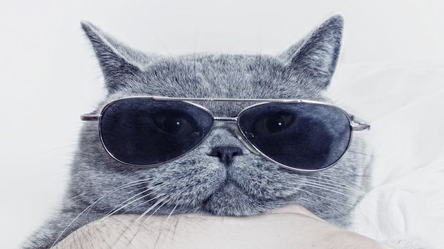 Funny muzzle of gray cat in sunglasses