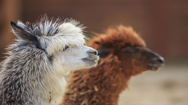 alpaca