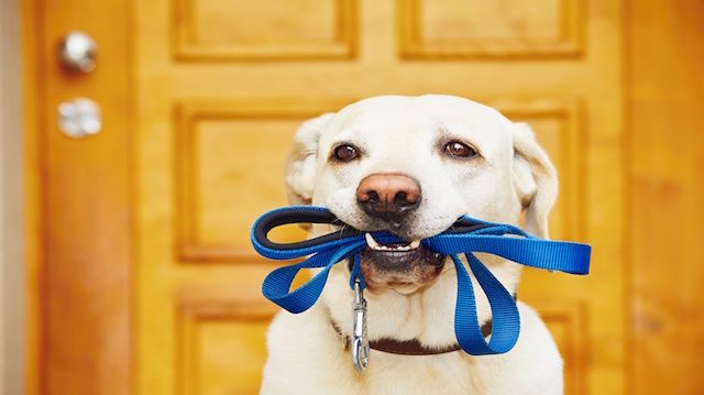 Dog with leash