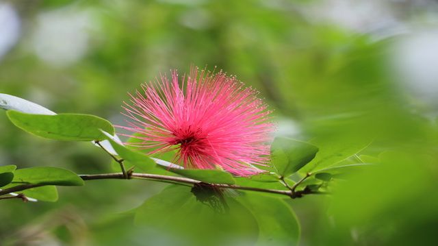 Metrosideros polymorpha (Ohia Lehua)