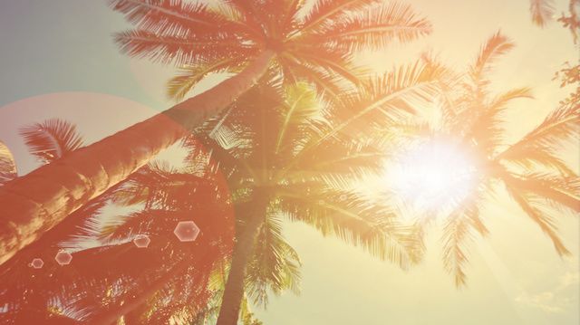 Blur tropical palm tree with sun light abstract background.