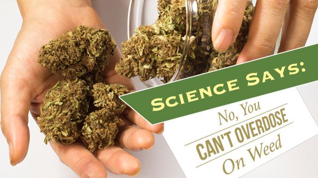 sciencesaysyoucantoverdoseonweed_640x359