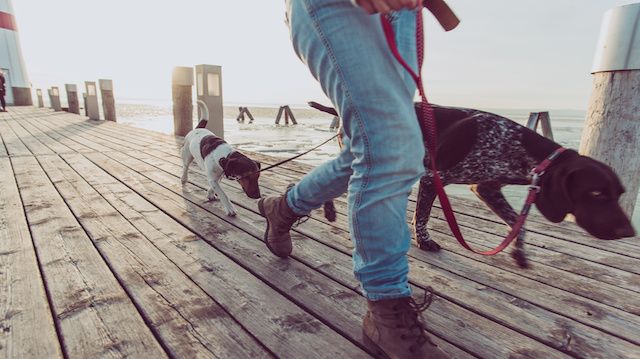 Close up image of woman legs during dog walk. Young female followed by two dogs.