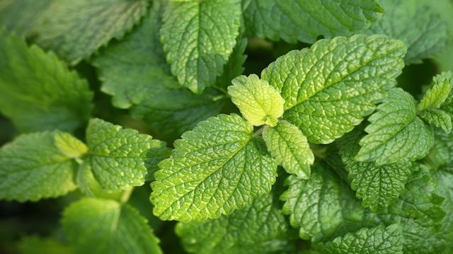 Lemon balm