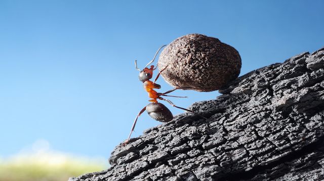 red ant rolls stone uphill