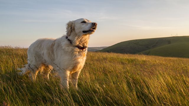 dog enjoying evening sun walk