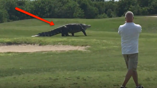 massive-gator-on-fl-golf-course-fake-or-real-we-polled-our-staff