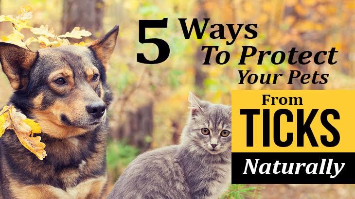 5 Ways To Protect Your Pets From Ticks Naturally
