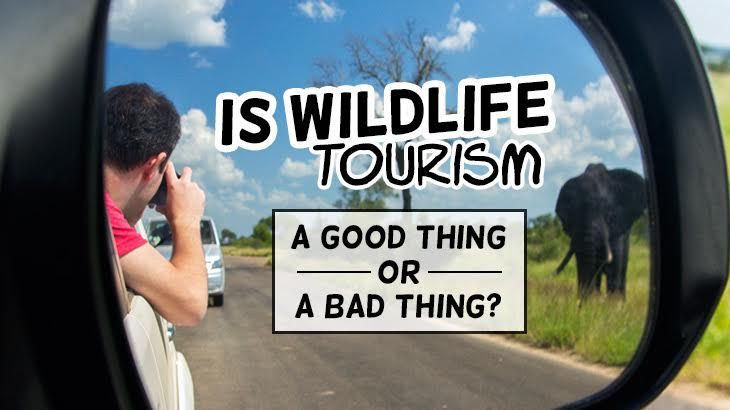 is-wildlife-tourism-a-good-thing-or-a-bad-thing