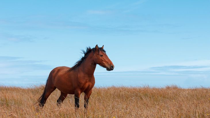 United States Army vs. Feral Horses