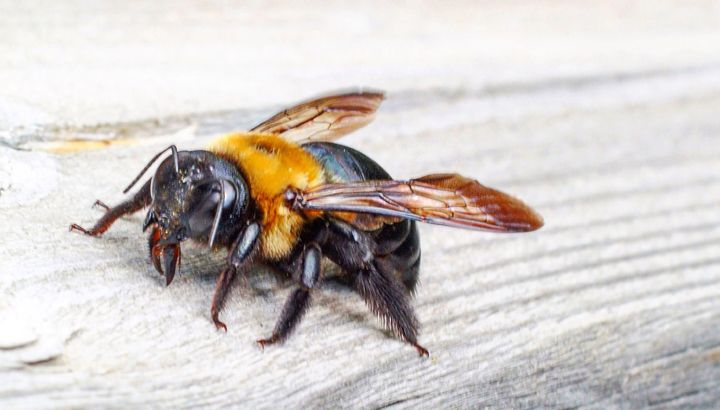 bee