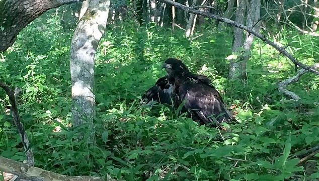 injured-bald-eagle