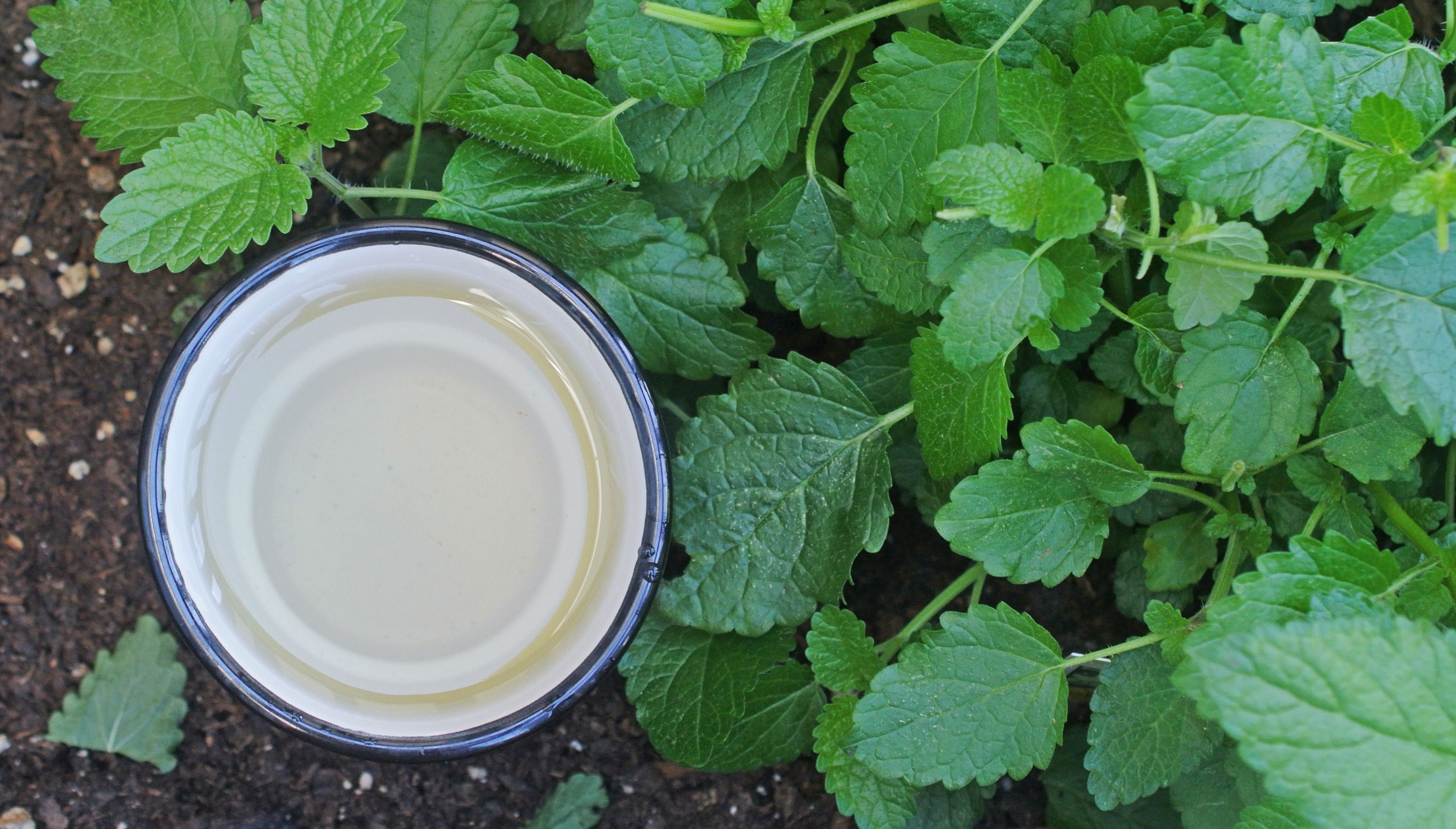 lemon-balm-plants