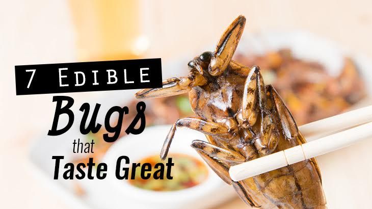 7 Edible Bugs That Taste Great