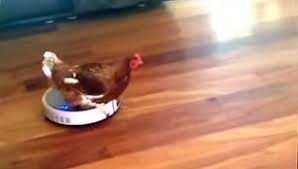 chicken-roomba