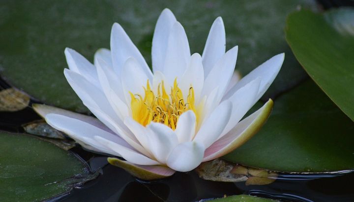 water-lily