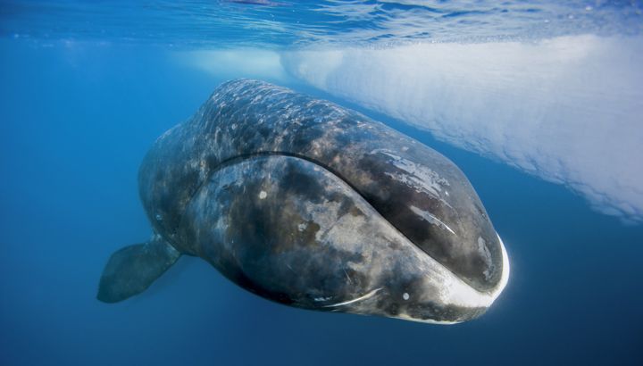 bowhead-whale