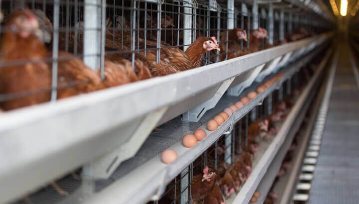 factory-farming-egg-factory