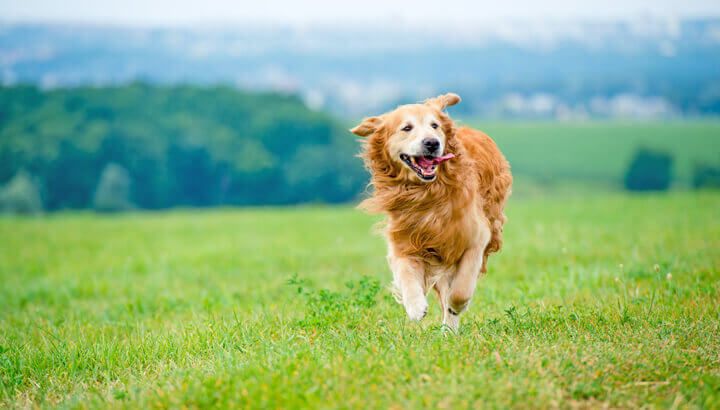 keep-dogs-on-cool-grass