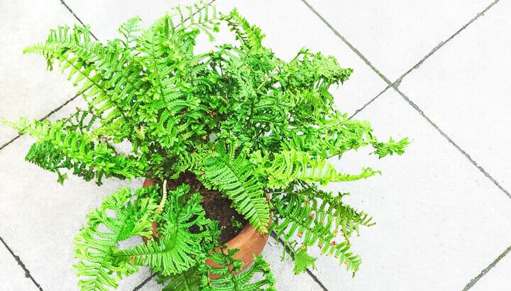 castor-oil-for-ferns