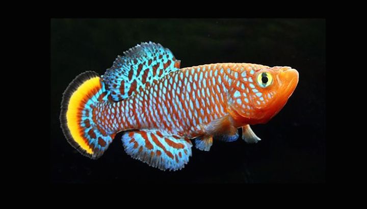 killifish