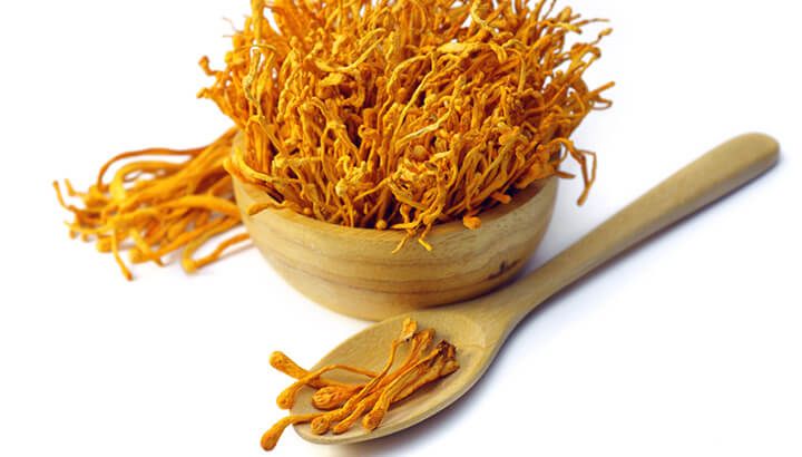 Cordyceps