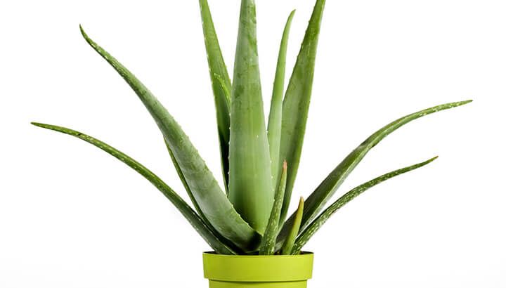 aloe-vera-plant