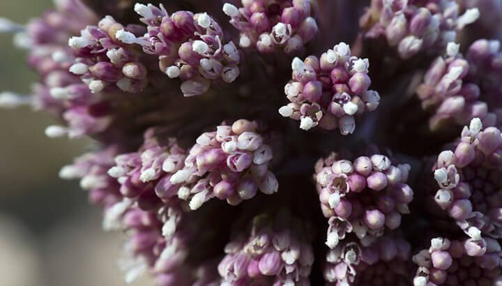 butterbur