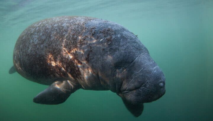 scarred-manatee