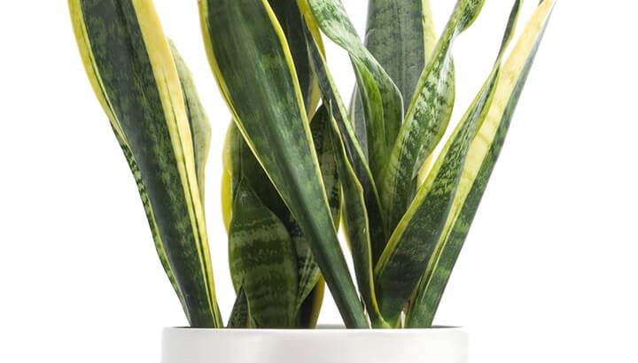 snake-plant