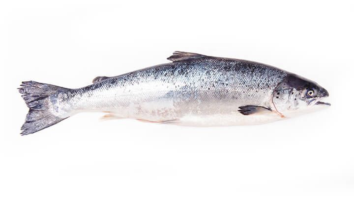 Atlantic salmon