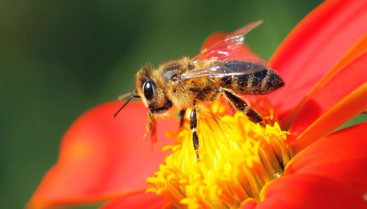 Zika Insecticide Results In Bee Deaths