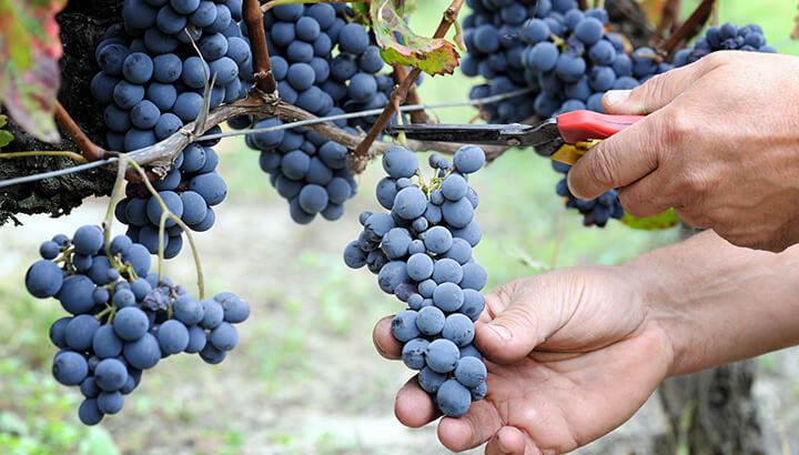 How Grapeseed Oil Is Produced