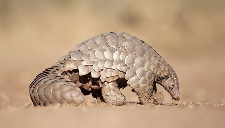 Pangolin