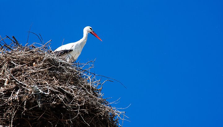 Monsanto toxin impacts wildlife like the crane