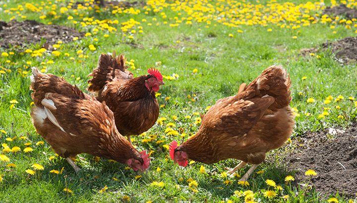 Oldest woman diet eggs with hens