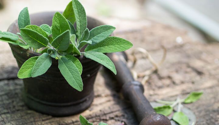 Sage has many health benefits