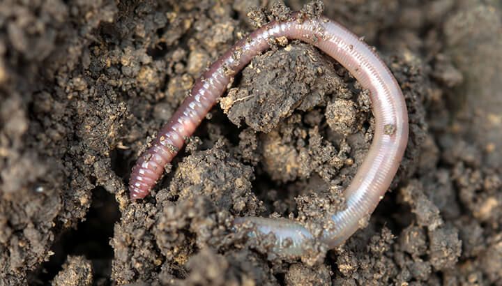 Worm in dirt