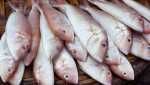 Beware: Your Fish Might Not Be What You Think