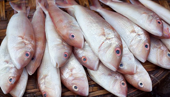 Your fish might be contaminated through seafood fraud