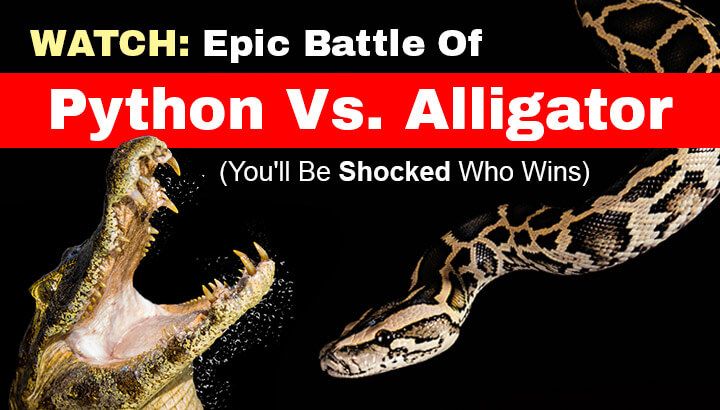 WATCH: Epic Battle Of Python Vs. Alligator (You'll Be Shocked Who Wins)