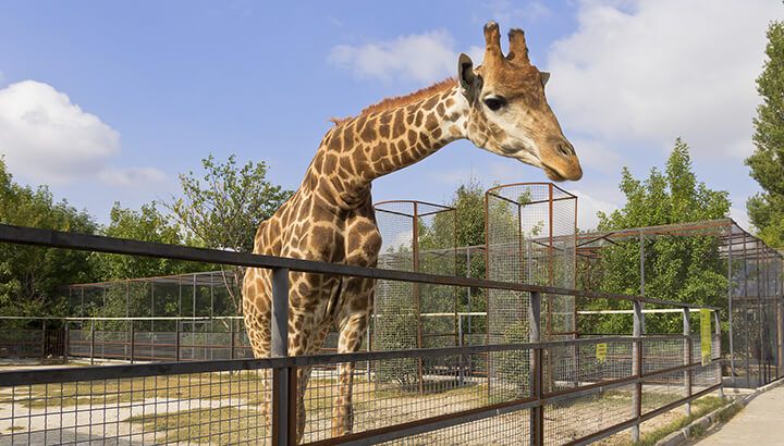 Copenhagen Zoo says that live zoo dissections are educational