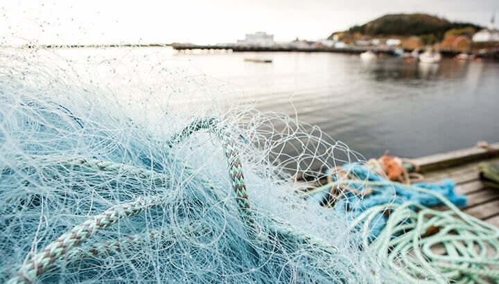 Fishing nets catch vaquitas