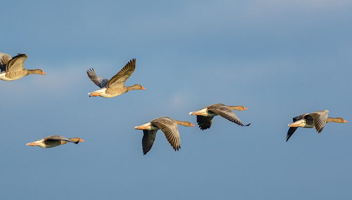 Geese and other birds have been systemically killed around airports in New York